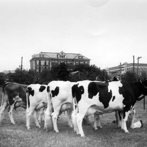 State College Dairy cows