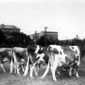 State College Dairy cows