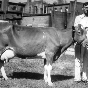 Prized cow at Guernsey Show