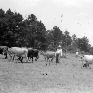 P. J. Hayes and others herding dairy cows