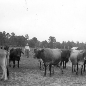 Farmer P. J. Hayes with dairy herd
