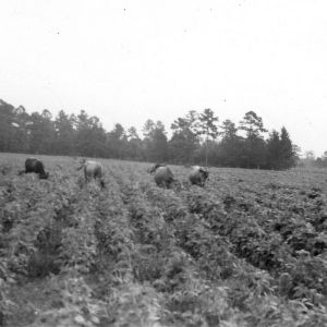 Dairy herd in soybean field on farm of P. J. Hayes