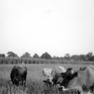 Dairy cattle grazing in field