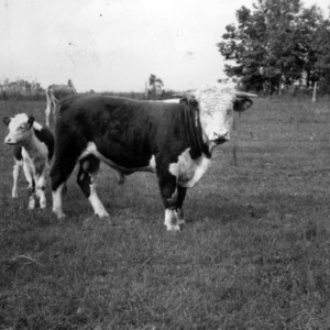 Hereford bull with calf in field
