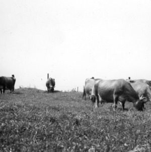 Dairy cattle grazing in temporary pasture