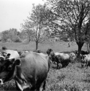 Dairy cattle grazing in field