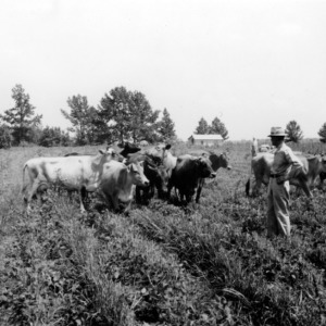 Man with cattle in field on dairy farm
