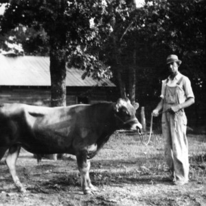 Bull on farm of D. A. Bruton
