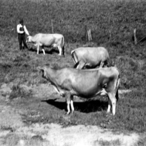 Lester Price with Jersey cows on his farm