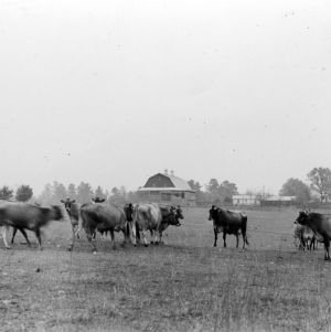 Dairy cows on Ashcraft farm