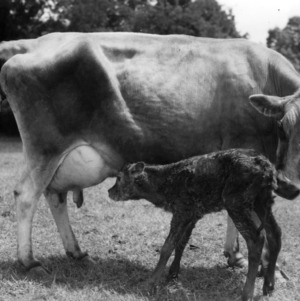 New born calf with mother