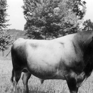 Head sire bull on Ashcraft farm
