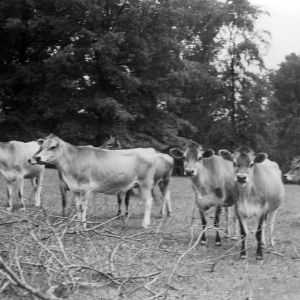 Dairy cattle in field
