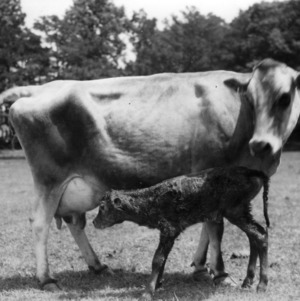 New born calf with mother