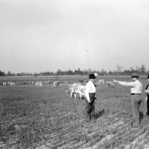 Dairy leaders in field with dairy herd