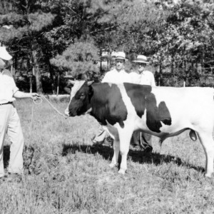 Dairymen with Holstein bull