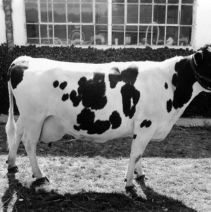 Outstanding cow in herd on Echo Dairy Farm