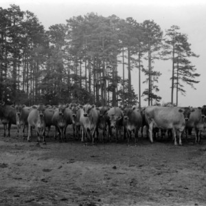 Herd of dairy cattle