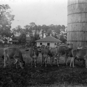 Young dairy cows