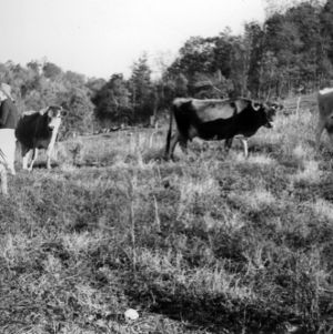 Woman farmer in field with three cows