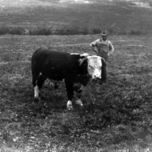 Farmer with Hereford bull