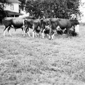 Dairy cattle on farm