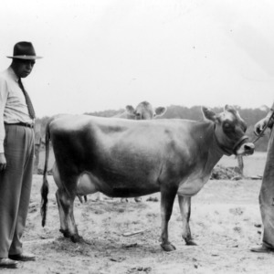 George Hoover holding one of his registered Jersey cows