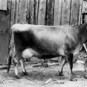 George Hoover holding one of his registered Jersey cows