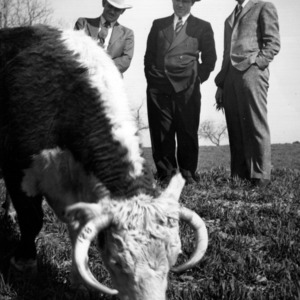Agriculture professors inspecting livestock on State College Experiment Station farm