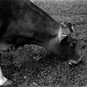 Jersey cow from 4-H Calf Club program