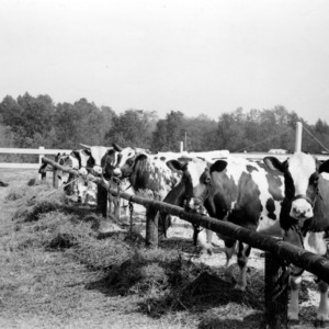 Consignment of heifers from Pinehurst Ayrshire cattle sale