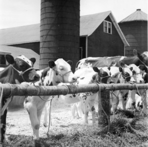 Consignment of calves Pinehurst Ayrshire cattle sale