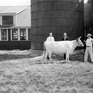 Men with heifer on dairy farm