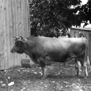 Jersey cow in farm yard