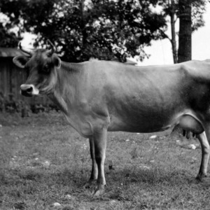 Jersey dairy cow in farm yard