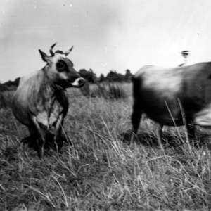 Home-raised mother and daughter cow on lespedeza pasture