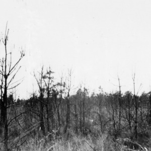 Fire damaged stand of young pine