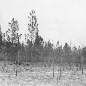 Trees killed after fire
