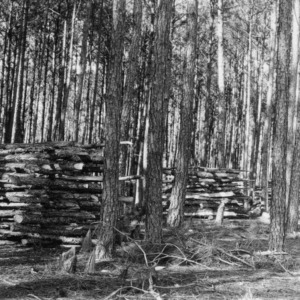 Firewood stacks from Loblolly pine thinnings