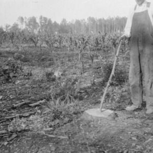 Man with tree stump in crop field