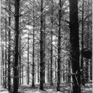Unpruned white pine in Pisgah National Forest