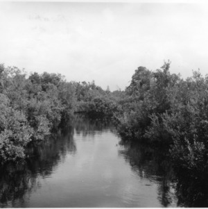 White Oak River in Hofmann Forest