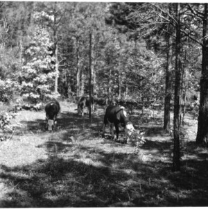 Cows grazing in forest