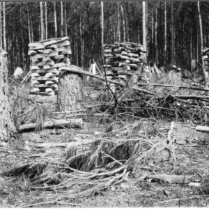 Stacks of fuelwood after harvesting