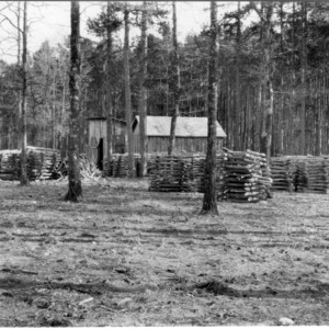 Stacks of fuelwood after thinning demonstration