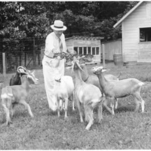 Man in pasture feeding goats