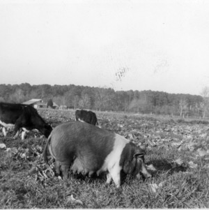 Cows and Hampshire sow grazing in field