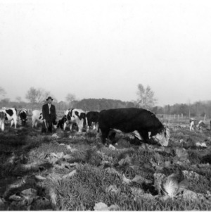 Herd of cattle grazing in field