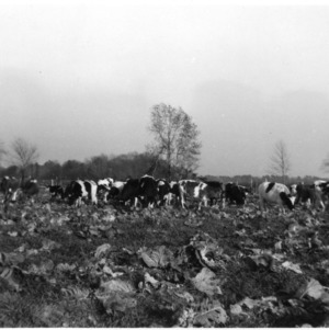 Herd of cattle grazing in field