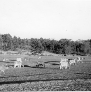 Cows grazing in pasture